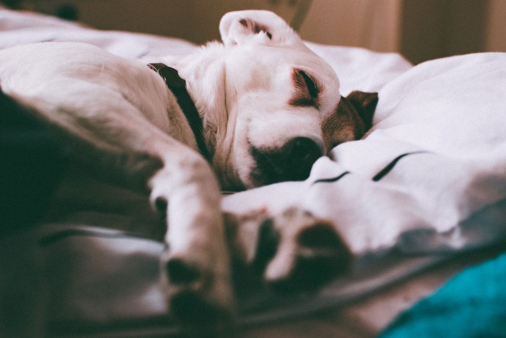 Dog sleeping comfortably on a soft bed